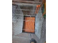 klietky-small-2