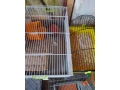 klietky-small-1
