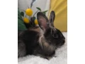 zajac-angorsky-small-0