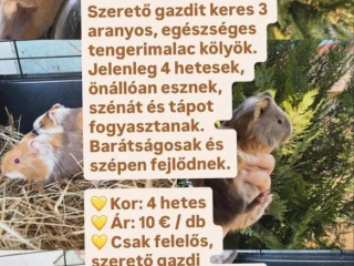 morska-prasa