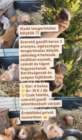 morska-prasa-big-0