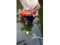 koi-kapre-small-1