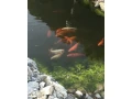 koi-kapre-small-0