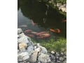 koi-kapre-small-2