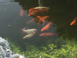 koi-kapre