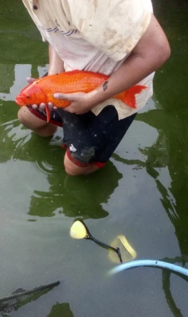 koi-kapre-big-1
