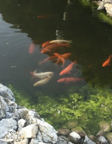 koi-kapre-big-0