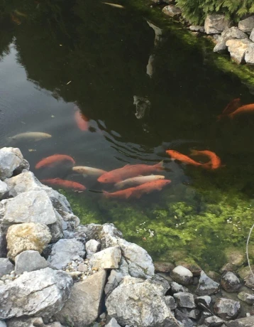 koi-kapre-big-2