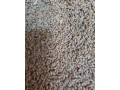 predam-psenicu-uroda-2026-small-0
