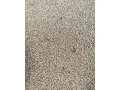 psenicajacmen-raz-small-2