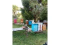predam-vcely-small-0
