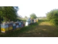 predam-vcelstva-small-1
