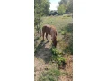 predam-ponika-small-0