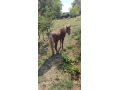 predam-ponika-small-1