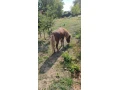 predam-ponika-small-2