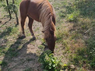 predam-ponika