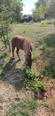 predam-ponika-big-0