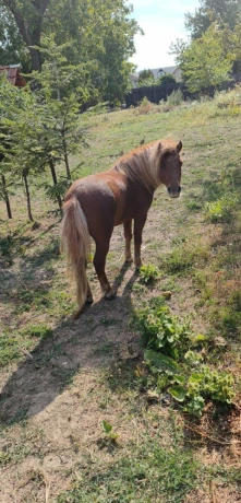 predam-ponika-big-1