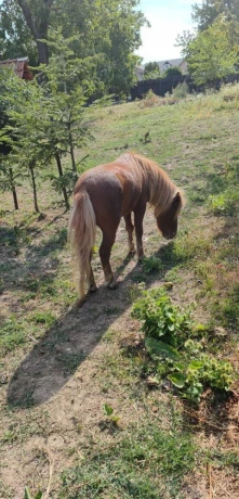 predam-ponika-big-2
