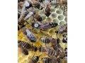 vcelie-matky-sitnanka-f1-small-2