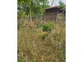 predam-small-0