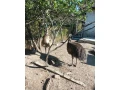 predam-alebo-vymenim-small-1