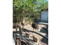 predam-alebo-vymenim-small-0