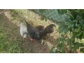 predam-kohuta-kohutik-ayam-cemani-small-2