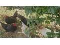 predam-kohuta-kohutik-ayam-cemani-small-0