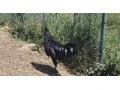 predam-kohuta-kohutik-ayam-cemani-small-1