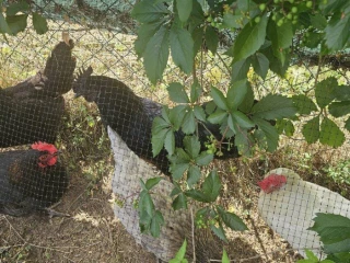 predam-kohuta-kohutik-ayam-cemani