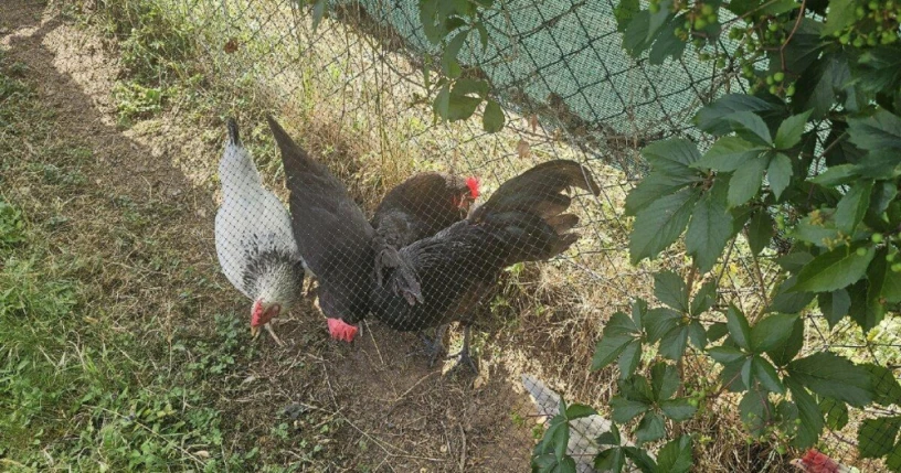 predam-kohuta-kohutik-ayam-cemani-big-2
