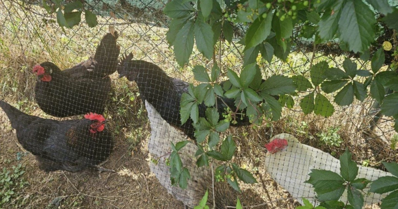 predam-kohuta-kohutik-ayam-cemani-big-0