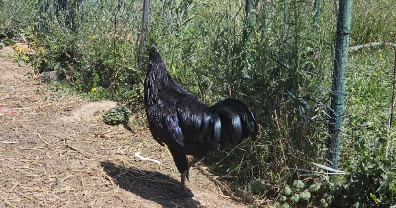 predam-kohuta-kohutik-ayam-cemani-big-1