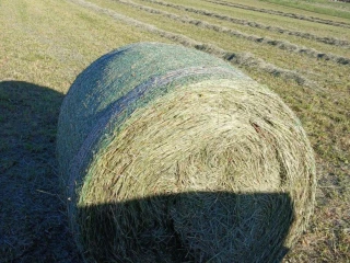mlada