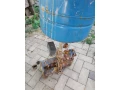 predam-cerpadlo-na-vodu-small-0