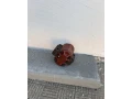 major-30-small-1