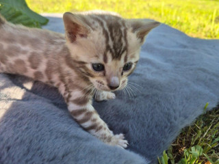 bengalske-maciatka-s-pp