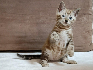 sepia-marbeld-bengal