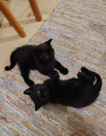 britske-maciatka-big-0