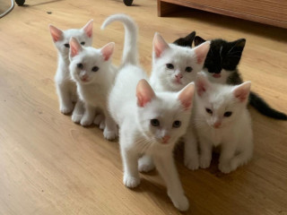 predam-maciatka-mix-khao-manee