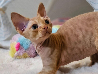 devon-rex-kocourek-s-pp