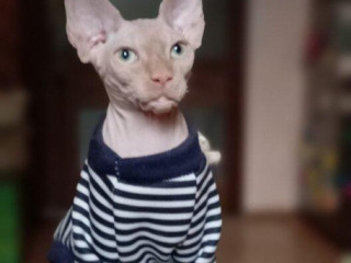 kanadsky-sphynx-kocurik