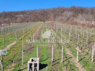 vinica-608-m2-s-vinicnou-chatkou-v-obci-jelenec-okres-nitra