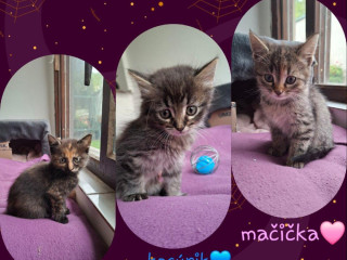 darujem-maciatka