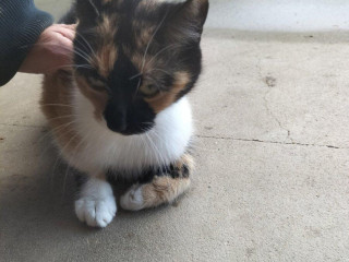 darujem-maciatko-a-macku