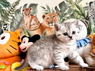 skotska-klapoucha-macka-scottish-straight-s-pp