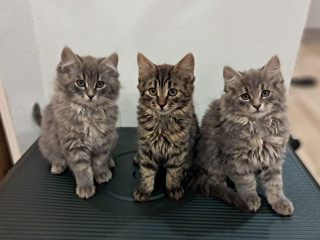 male-flufate-maciatka-si-hladaju-svoj-novy-domov