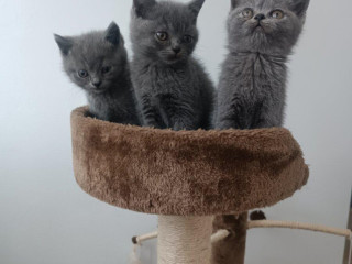 britske-modre-maciatka