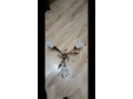 predam-luster-small-0